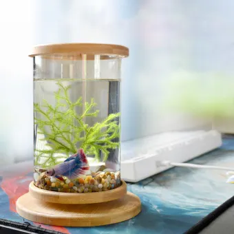 mini bowl aquarium