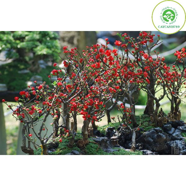 Cây mai đỏ Nhật Bản 2 năm tuổi