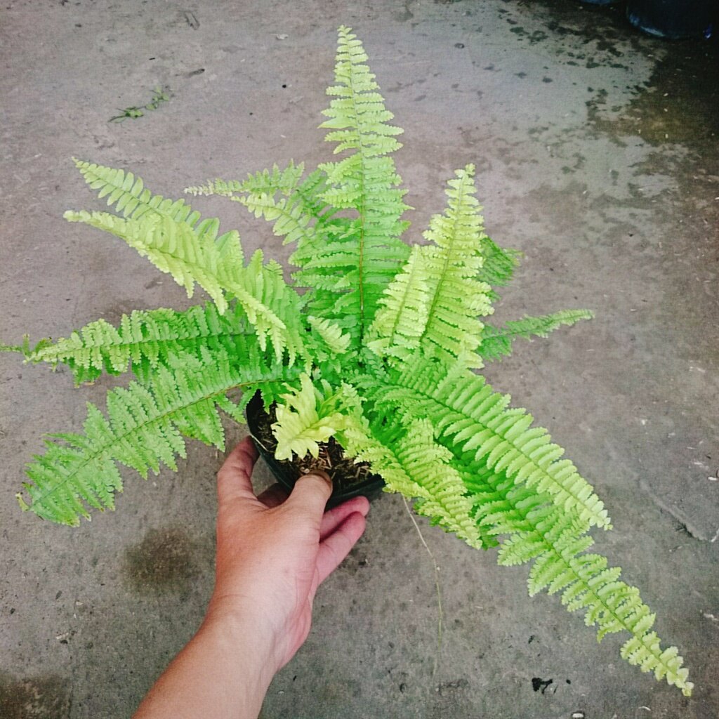 Cây Dương Xỉ Mỹ - cây cảnh để bàn