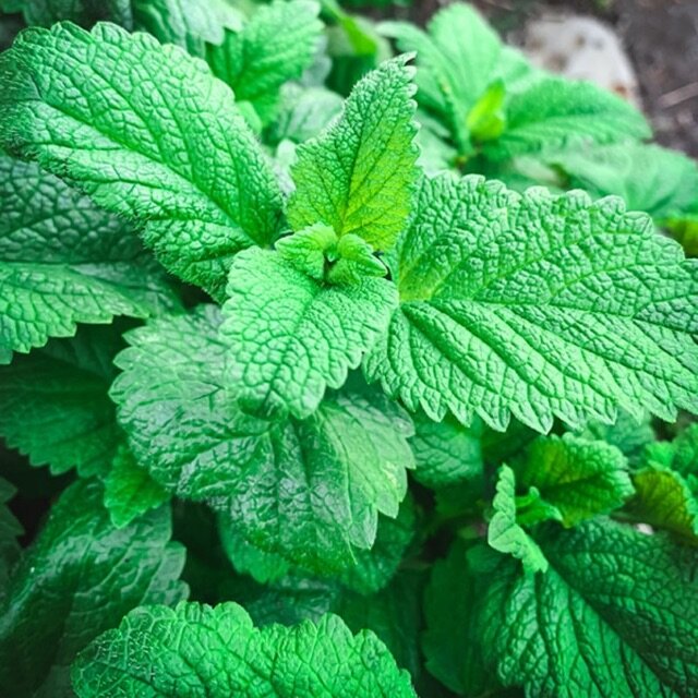 Hạt Giống Lemon Balm ( Hạc Hà Chanh Sả)