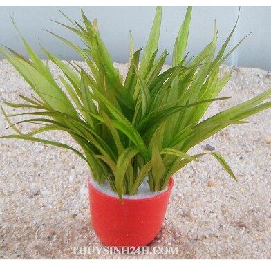 Cỏ Thìa Tiểu Thuỷ Sinh (10 Cây)