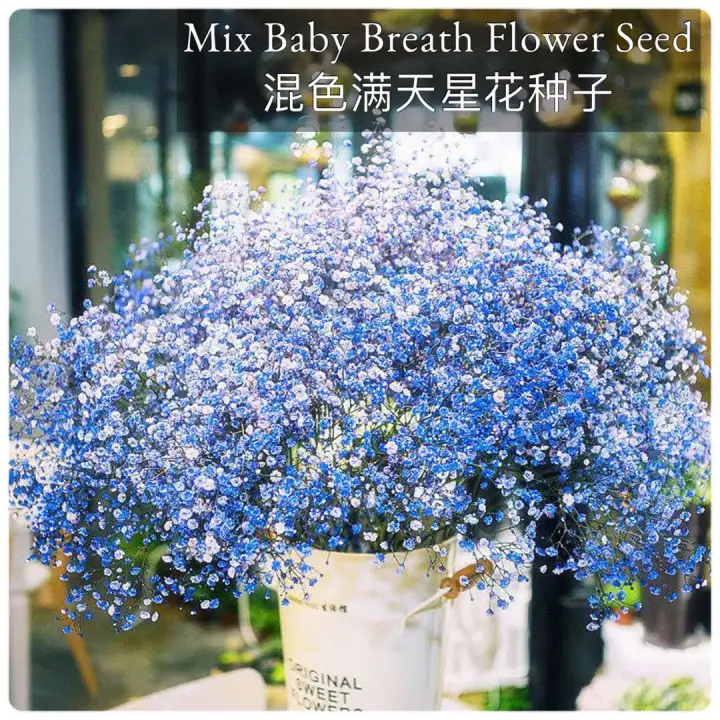 Sd34 Baby Breath Flower Seed Benih Bunga满天星花种子 Lazada