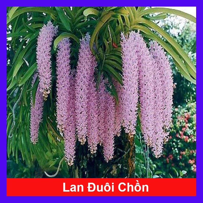 Lan Đuôi Chồn - cây cảnh đẹp