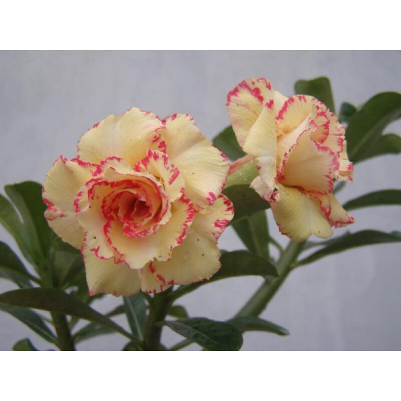 Cây hoa sứ thái trưởng thành đủ màu