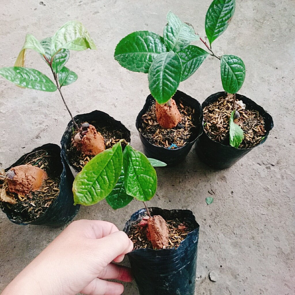Cây trà hoa vàng - chè hoa vàng