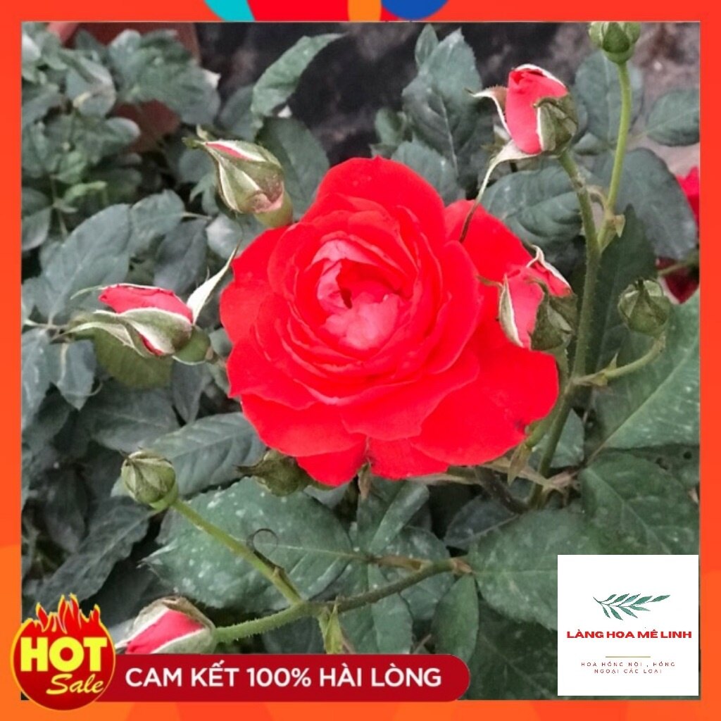 Hoa hồng tố nữ - rất dễ trồng , cực sai hoa