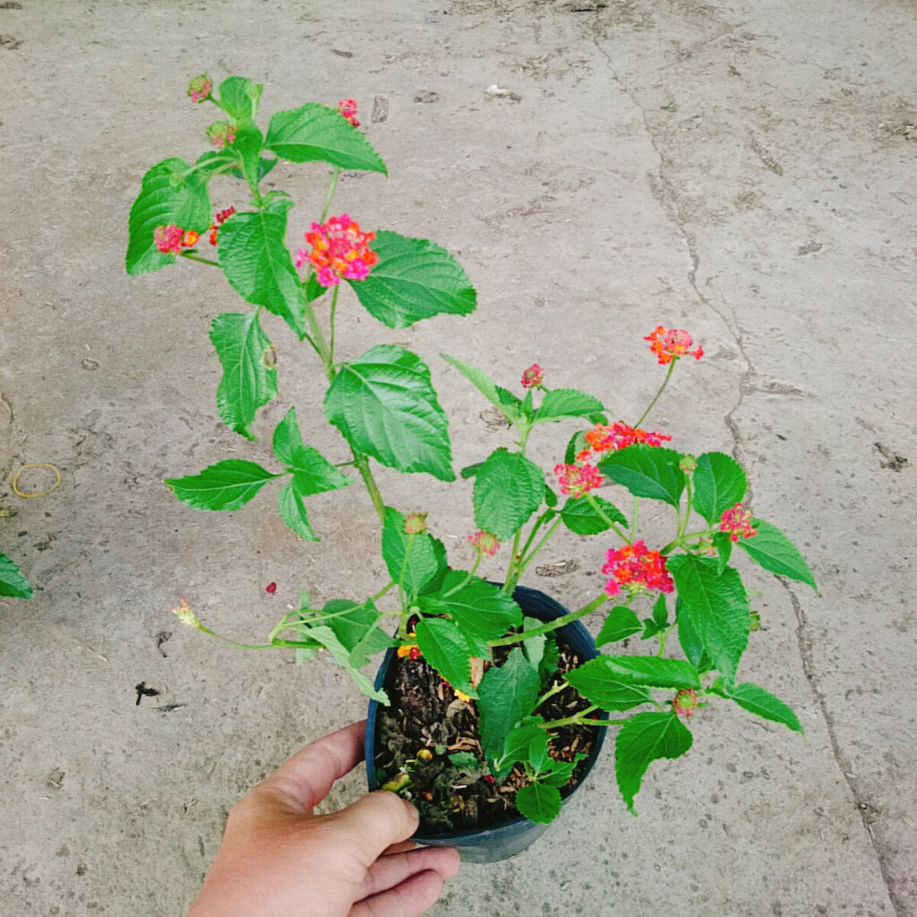 Hoa Ngũ Sắc (Đỏ) - Hoa Trâm Ổi Đỏ