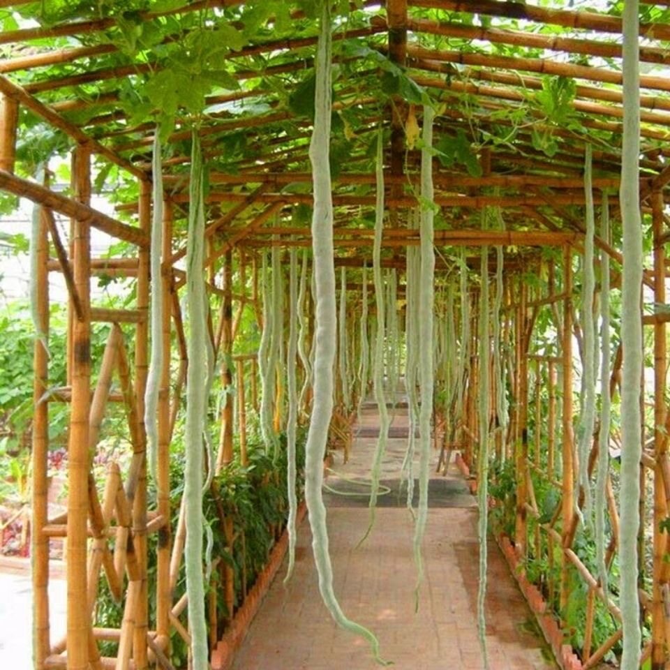 4 Cái Hạt Giống Quả Bầu Rắn Trung Quốc Hạt Giống Rau Hữu Cơ Quý Hiếm Hạt Giống Đậu Rắn Trăn Cho Vườn
