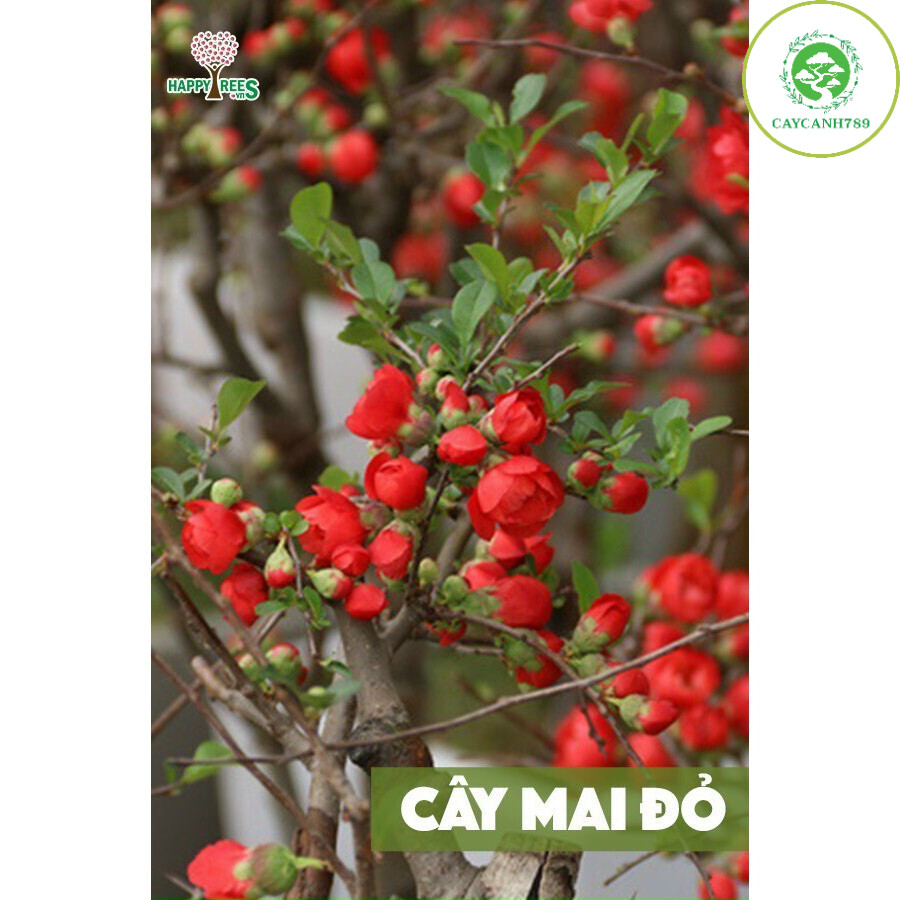 Cây mai đỏ nhật bản loại 1 cao 60cm