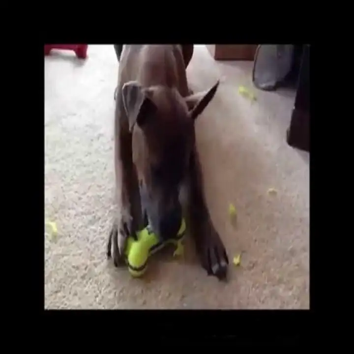 kong airdog squeaker bone