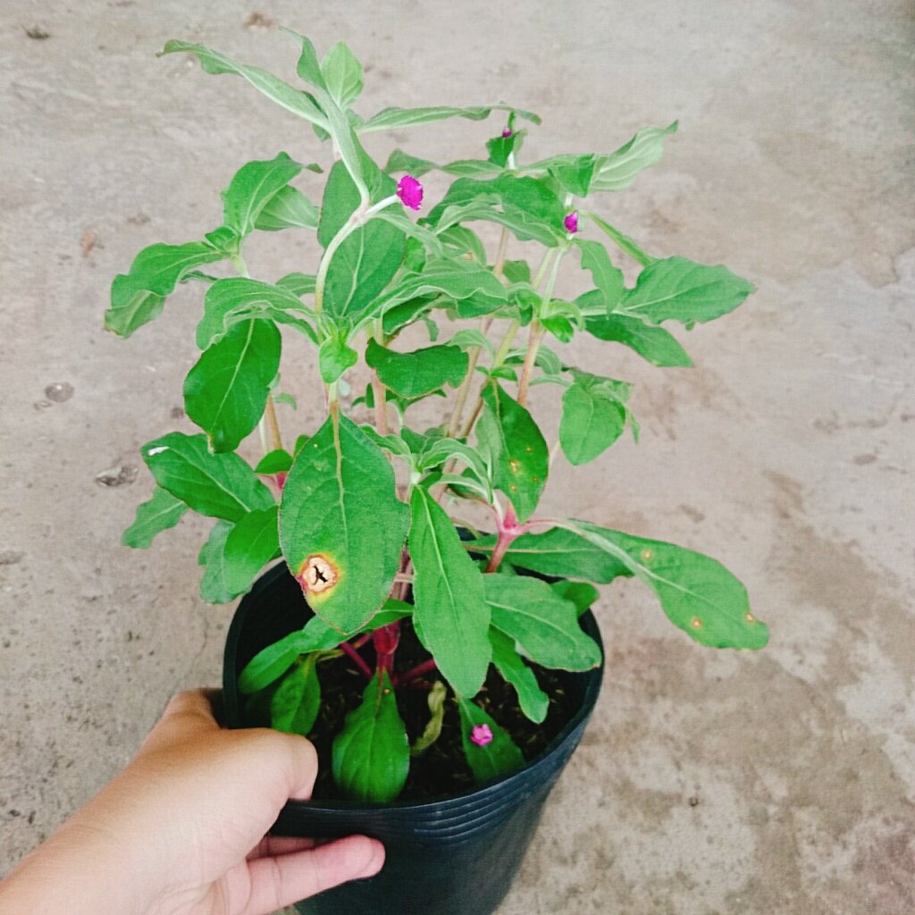 Hoa Cúc Bách Nhật Đã Có Hoa Và Nụ