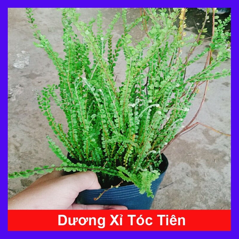 Cây Dương Xỉ Tóc Tiên - cây cảnh để bàn