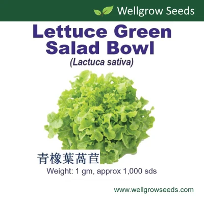 Lettuce Green Salad Bowl (Oak Leaf) Seeds (1gm, approx 1,000 sds) 青橡葉萵苣