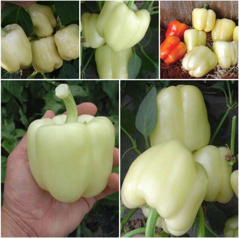 Hạt Giống Ớt Chuông Các loại
