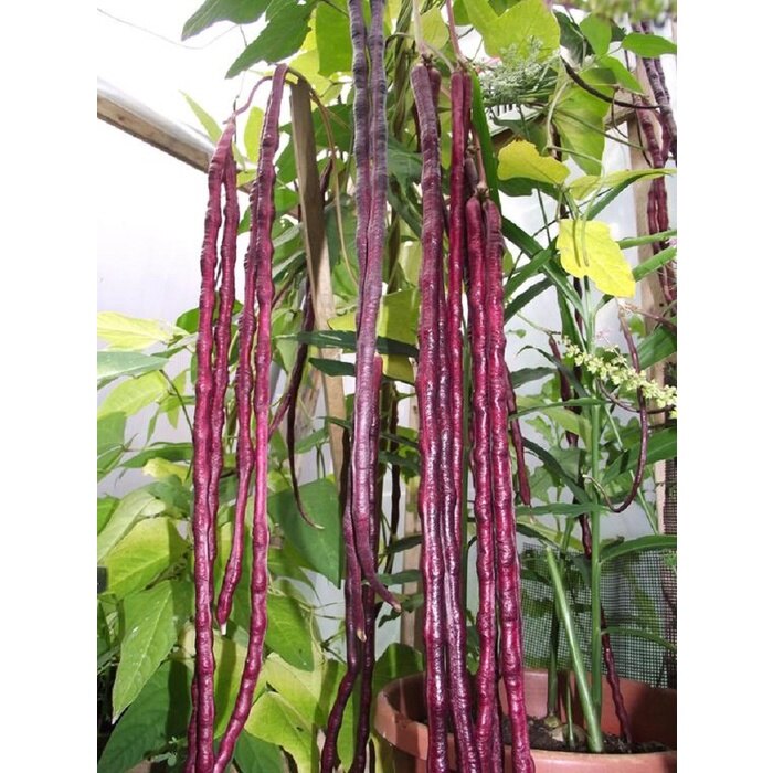 Hạt giống đậu đũa tím- gói 5gr