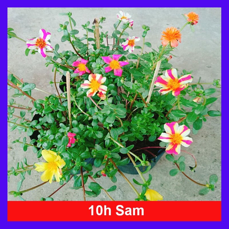 Hoa Mười Giờ Sam - cây cảnh đẹp
