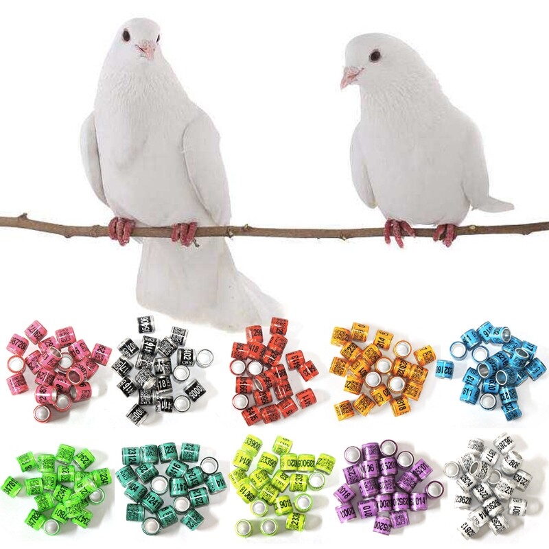 50 Pcs Multi-colored pigeon ring with identification number, 8 mm diameter, 11 mm height