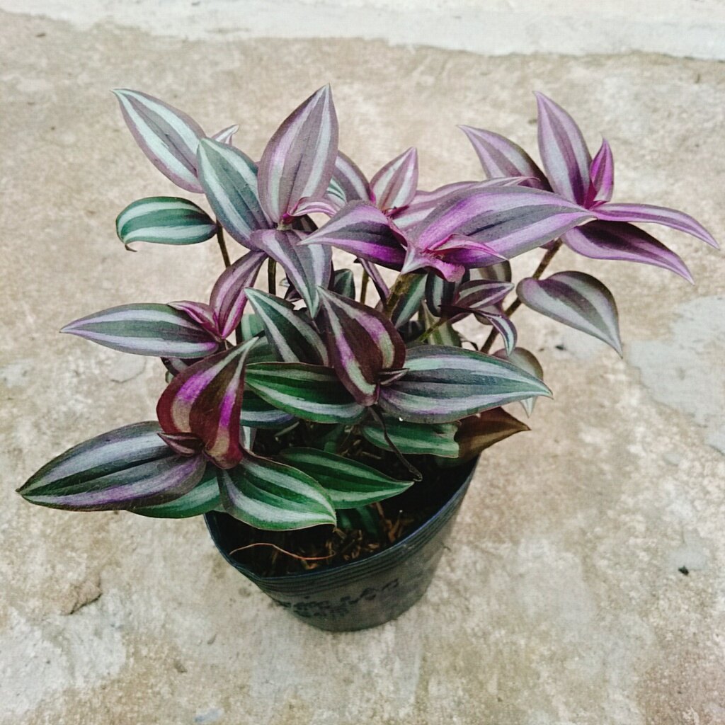Cây Thài Lài Tía (cây rau chay)