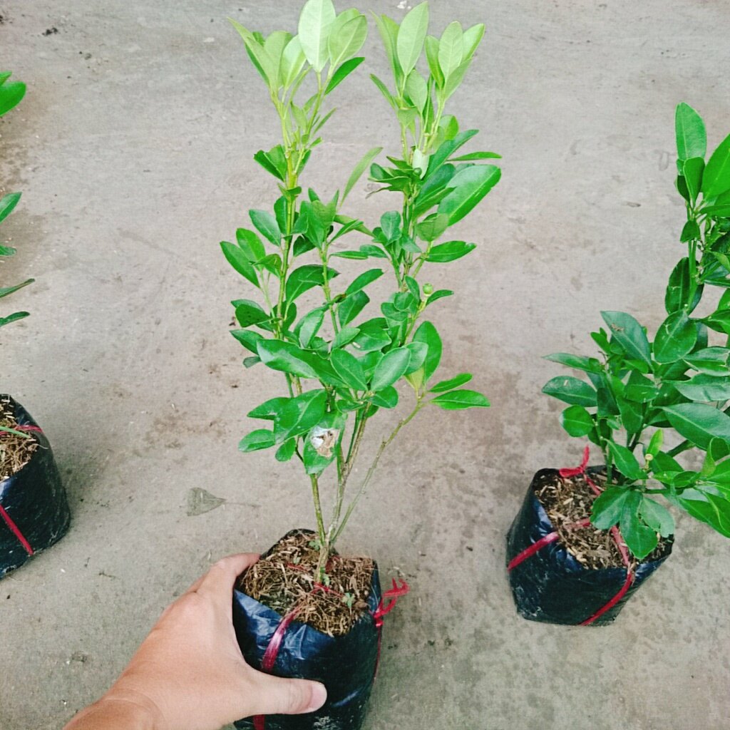 Cây tắc chua ( cây quất, cây hạnh ) - cây đang cho trái