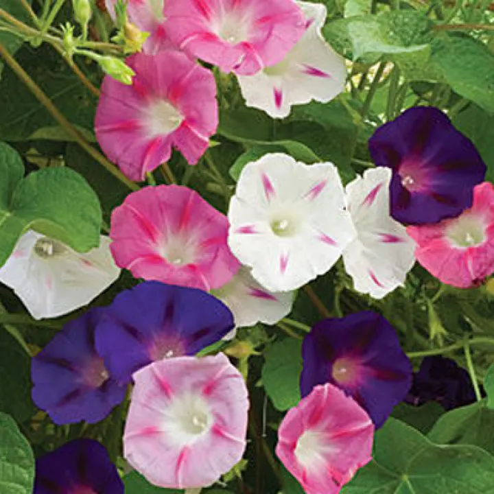 Ready Stock Morning Glory Petunia Flower Seed 500pcs High Quality Bonsai Blossom Herb For Planting Flowers