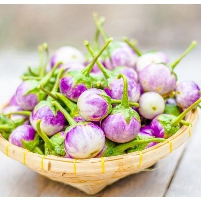 Anak Pokok Terung Ulam ungu /purple eggplant dish | Lazada