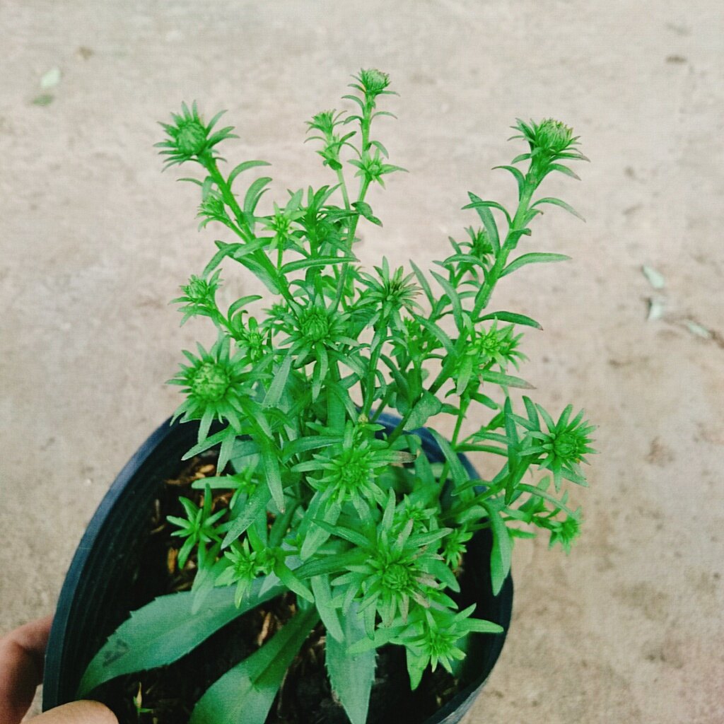 Cây Hoa Thạch Thảo (Hồng) - cây cảnh để bàn