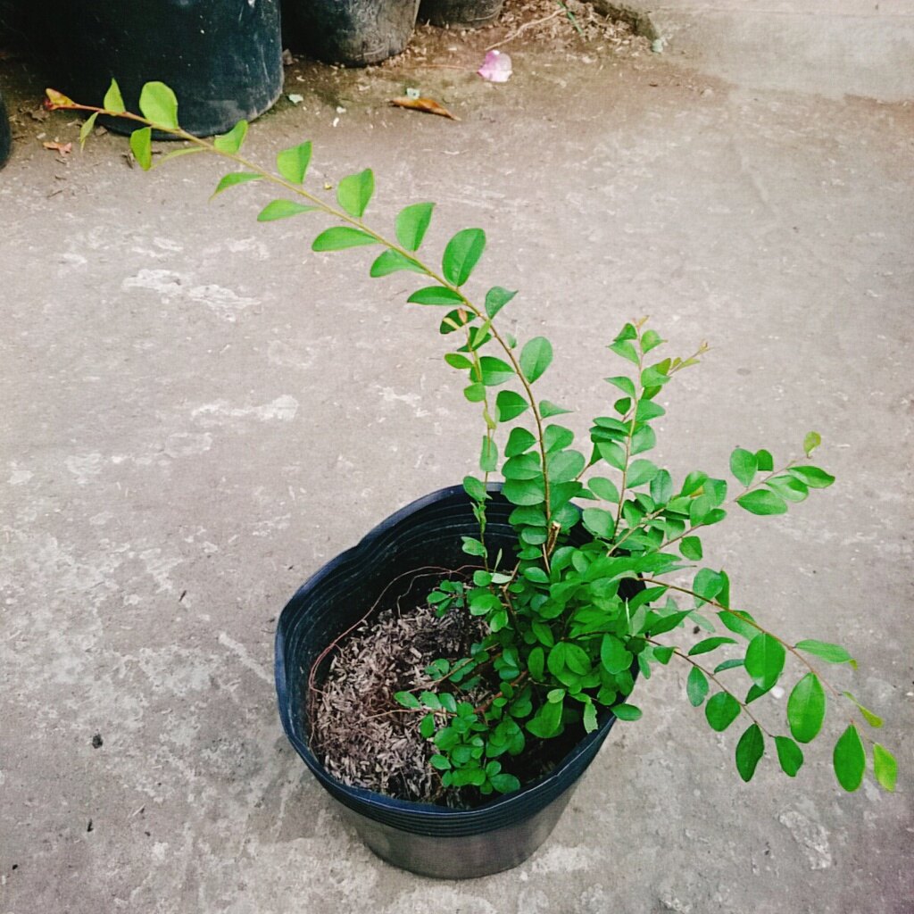 Cây Sơn Liễu - cây cảnh sân vườn