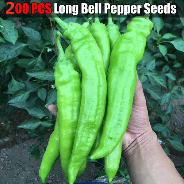 200 PCS Chinese Long Bell Pepper Seeds Organic Vegetable Green Big Sweet Pepper Seeds for Garden