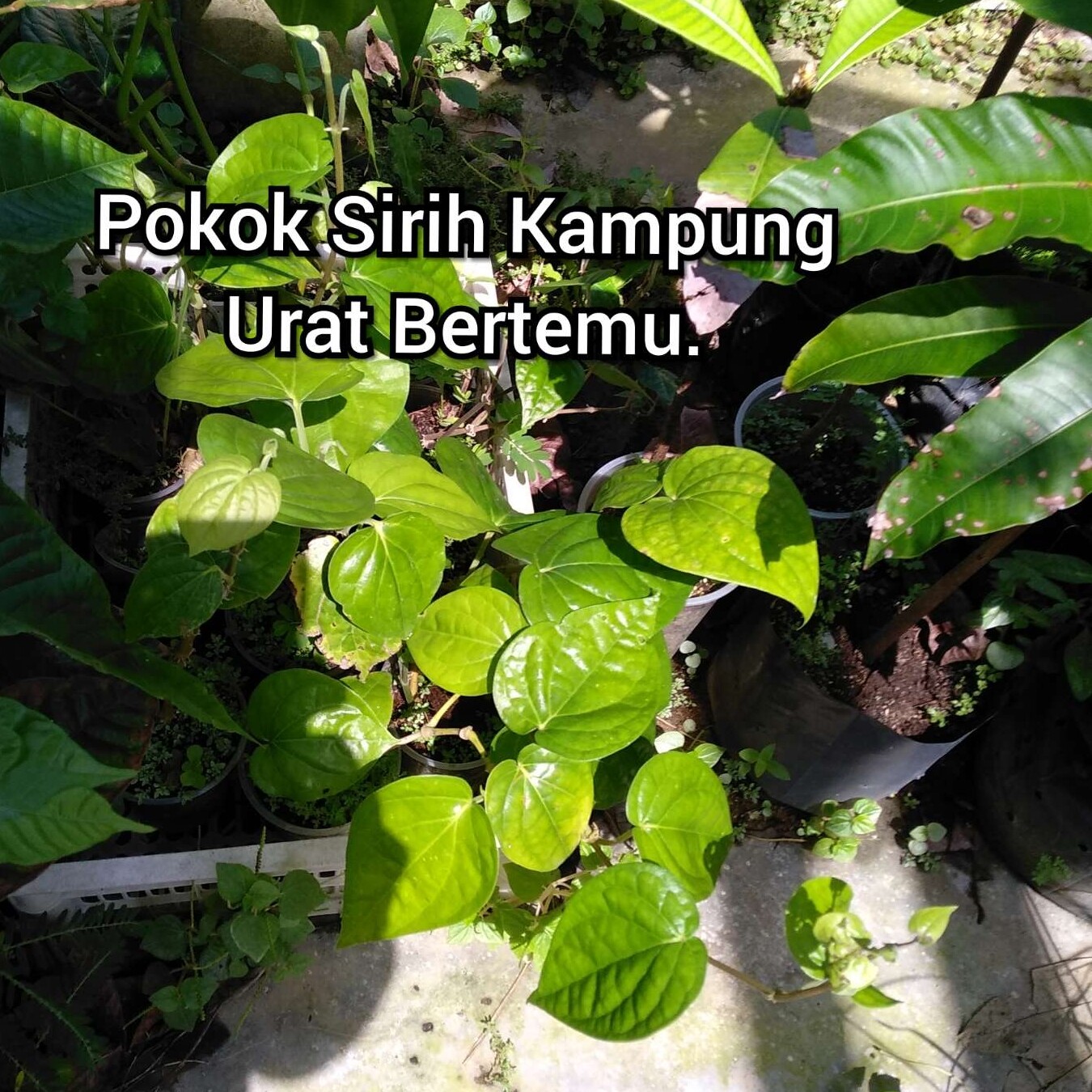 Anak Pokok Sirih Kampung Urat Bertemu Super Rare Lazada