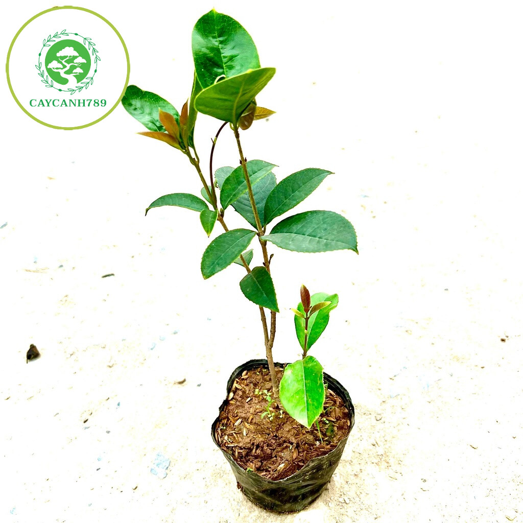 Cây mộc hương ta hoa vàng cao 50cm..