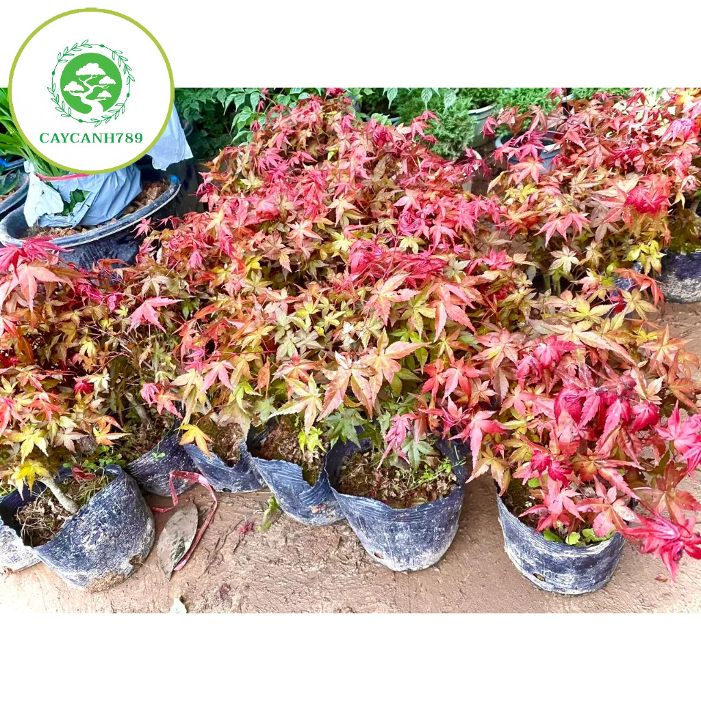 Cây phong lá đỏ cao 40cm (ảnh thật số 2).