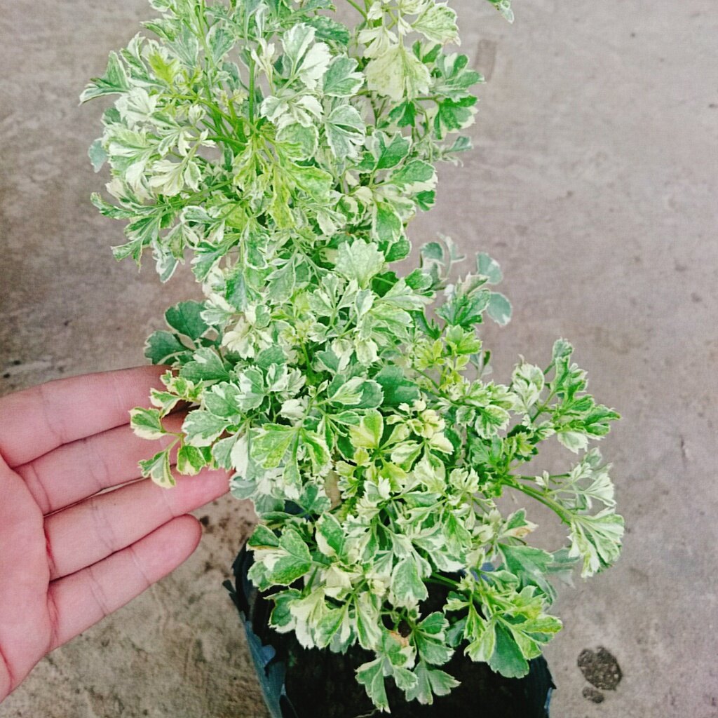 Cây Đinh Lăng Cẩm Thạch - cây cảnh để bàn