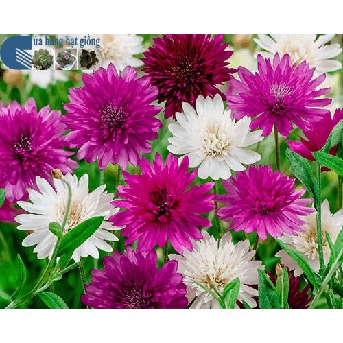 MA341 Hạt giống Hoa Cúc Xeran 100 Hạt