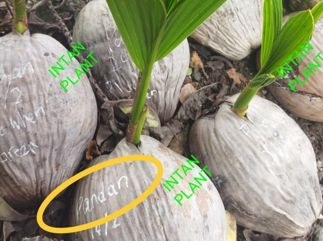 ANAK POKOK KELAPA HIJAU JENIS 1) PANDAN HARUM MANIS, 2) AIR PALING
