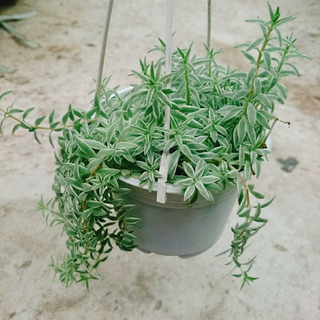 Sen Đá Sao Biển - cây cảnh trang trí