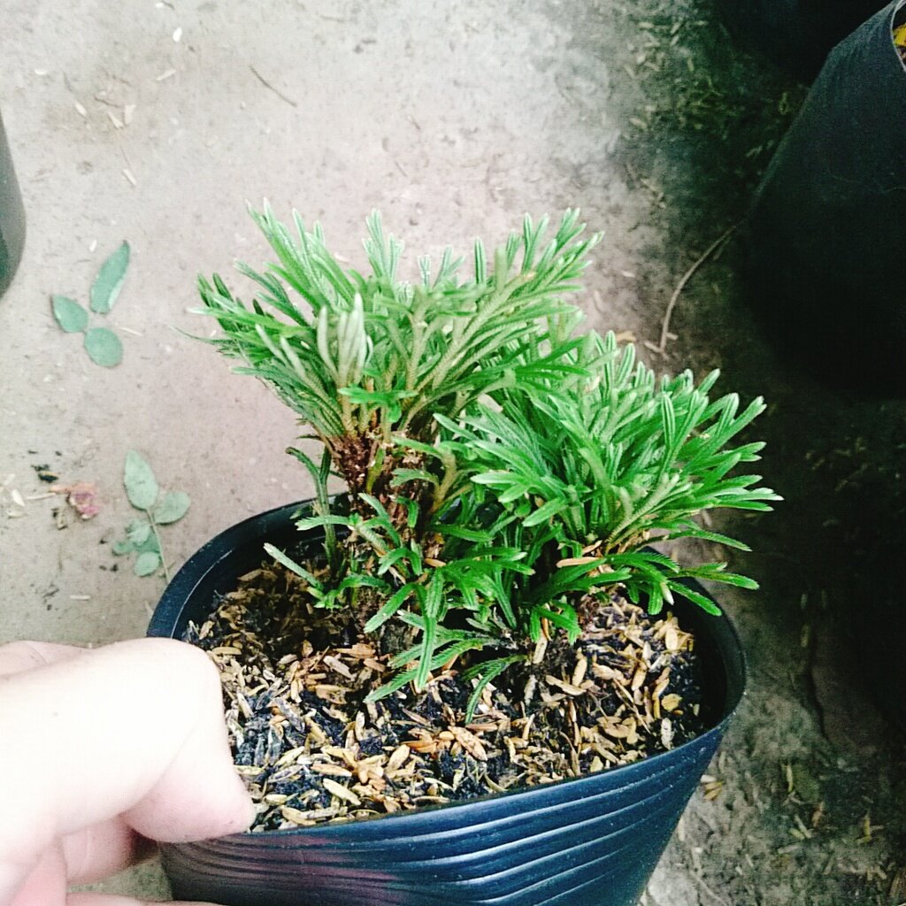 Cây Trường Sinh Thảo - cây cảnh bonsai