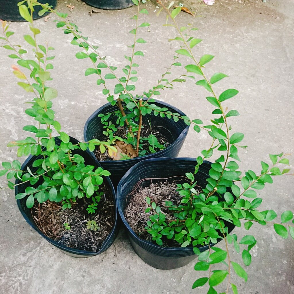 Cây Sơn Liễu - cây cảnh sân vườn