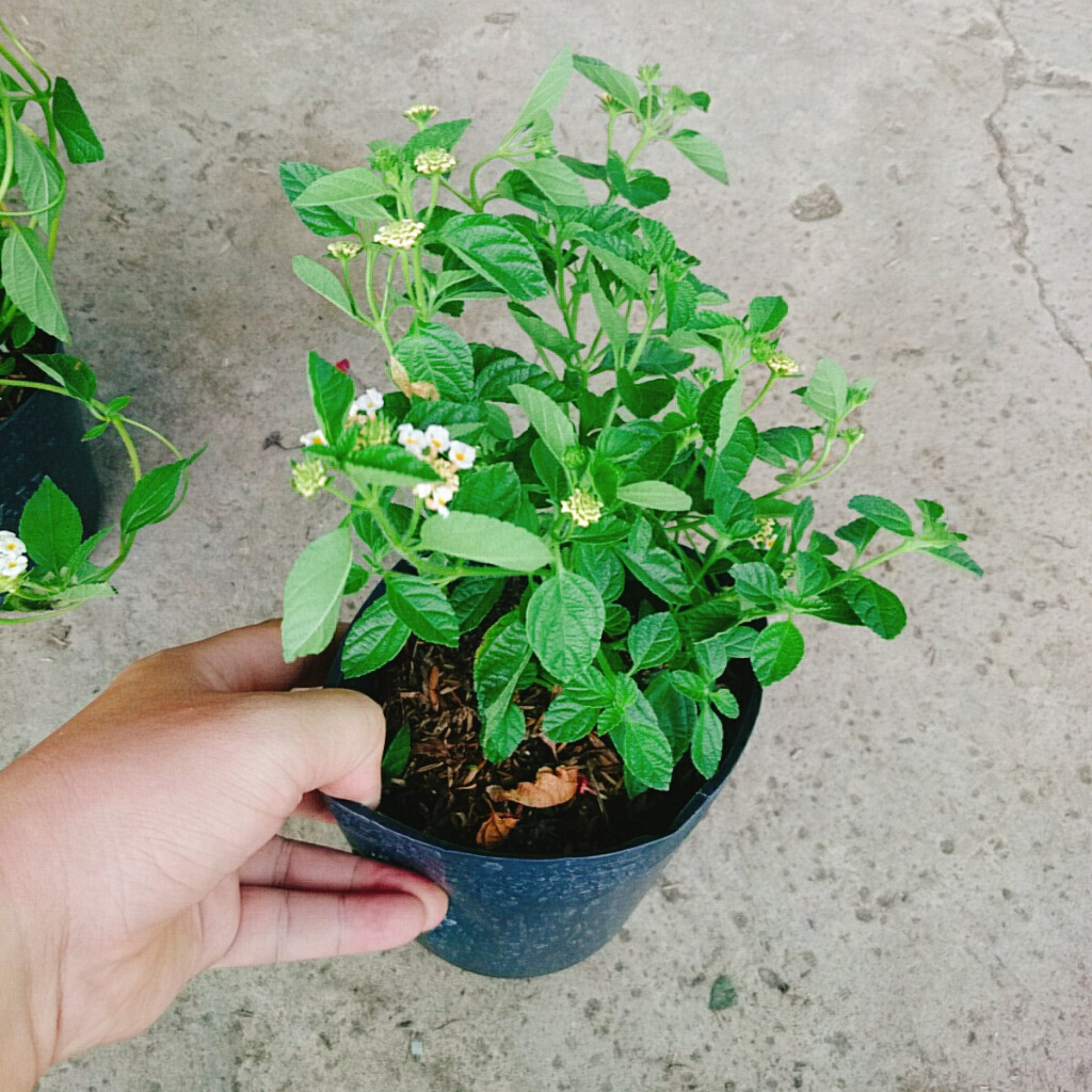 Hoa Ngũ Sắc (Trắng) - Hoa Trâm Ổi Trắng