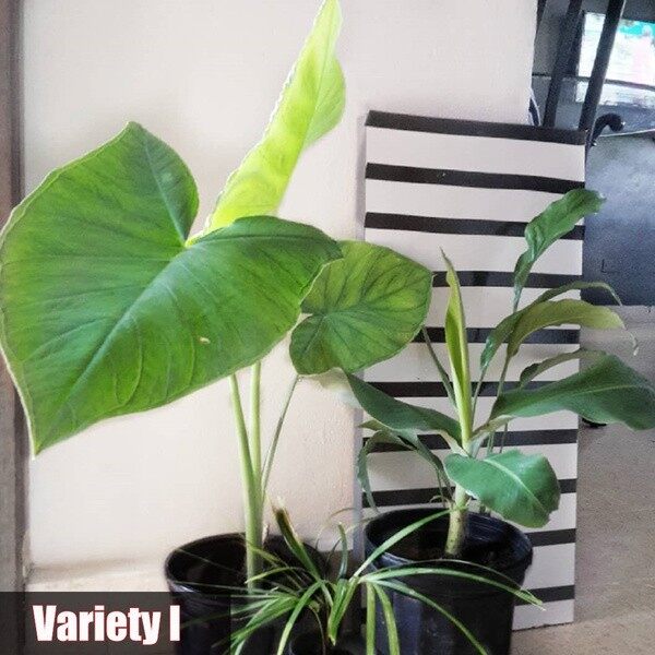 20pcs Alocasia Seeds Potted Plant Elephant Ear Bonsai Flower Seeds（นี่