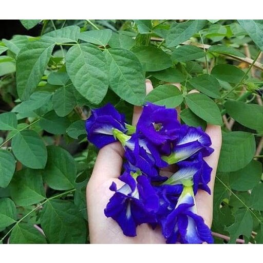 Hạt giống hoa đậu biếc 30 hạt (tặng kèm kích mầm phân bón)