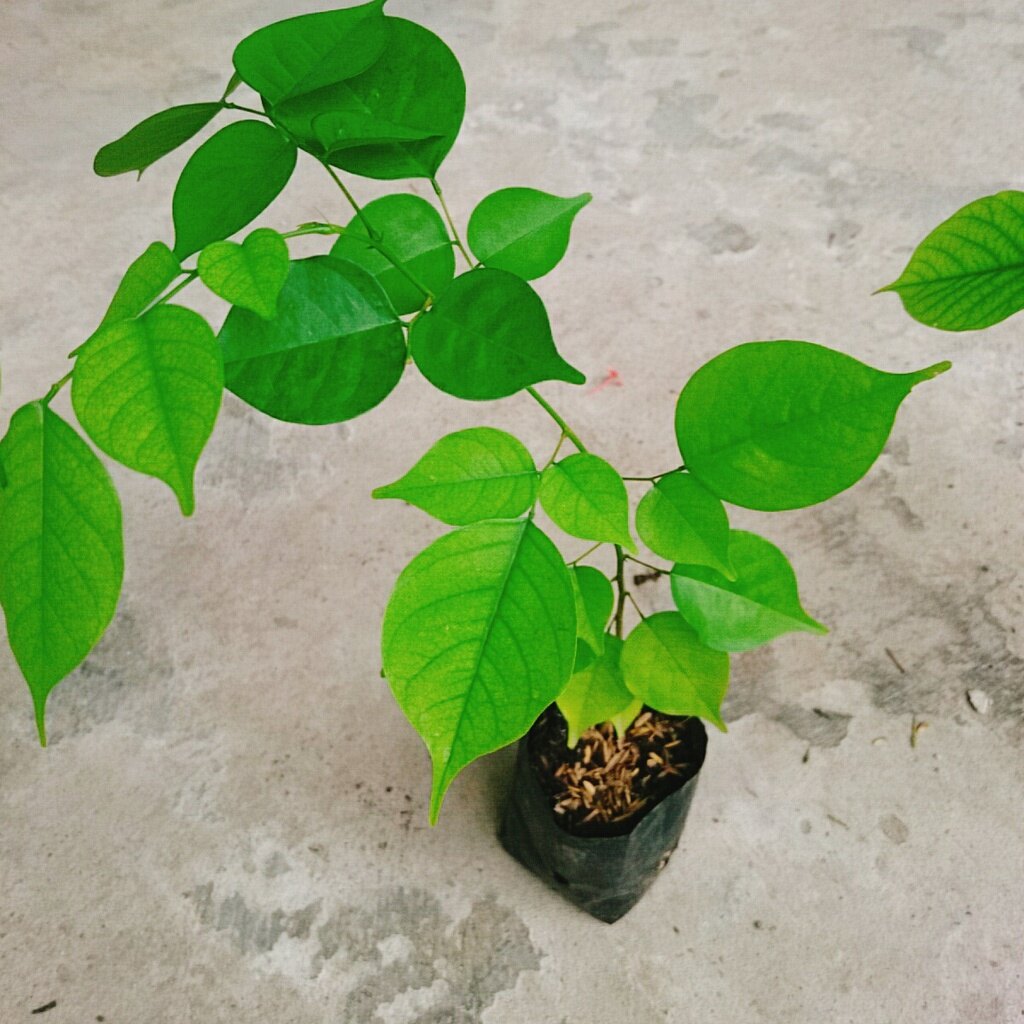 Cây Giáng Hương