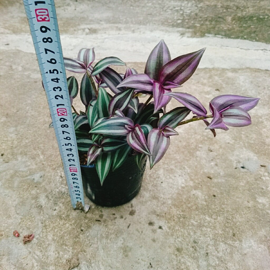 Cây Thài Lài Tía (cây rau chay)