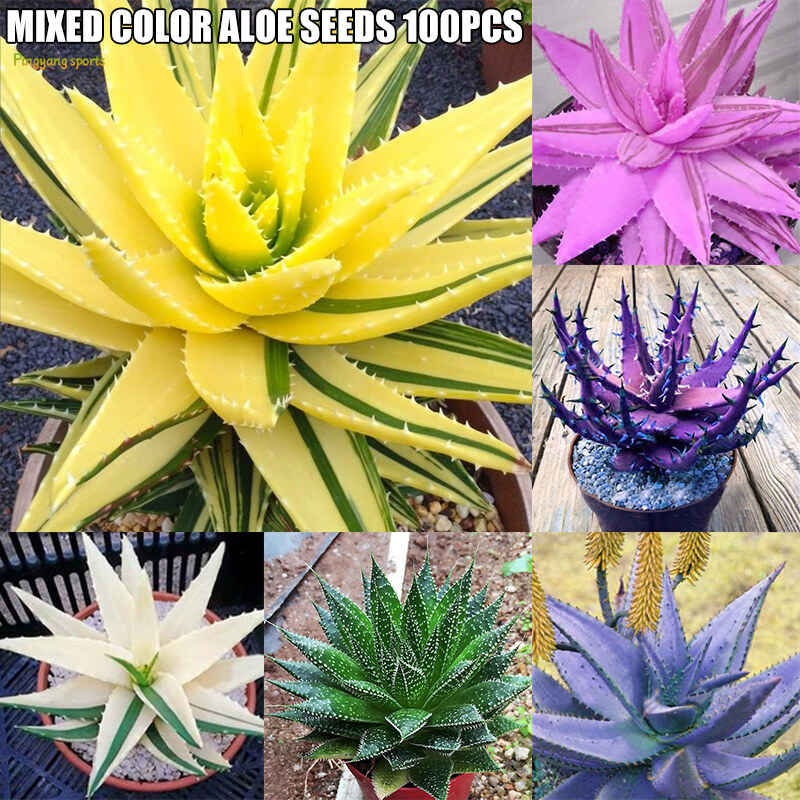 Ti-M 100pcs Rainbow Aloe Seed Anti-Radiation Succulent Plants Perennial Gardening Supplies