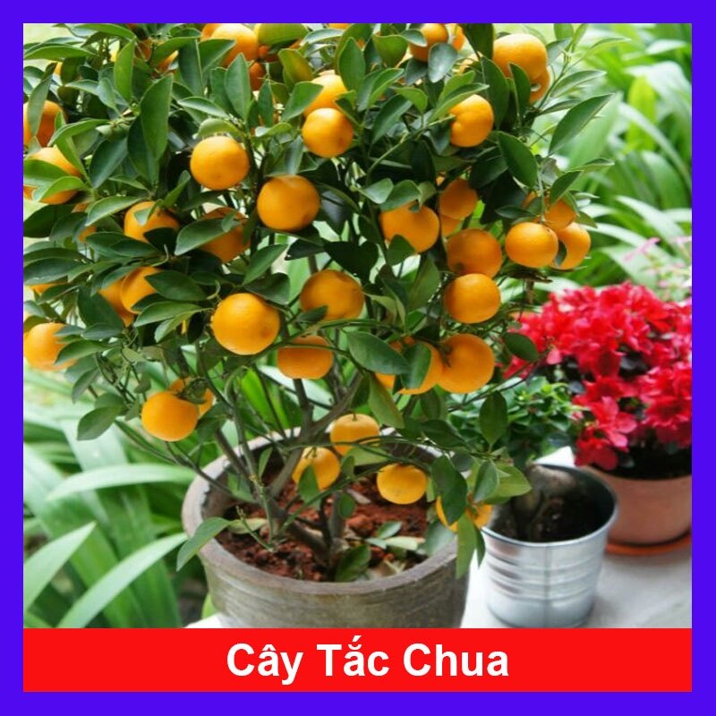 Cây tắc chua - cây đang cho trái