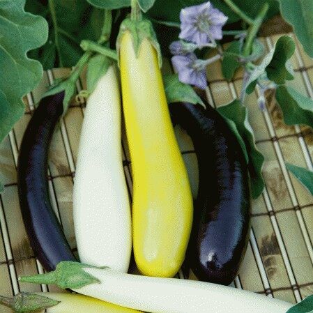 20 Hạt Giống Cà Tím DÀI