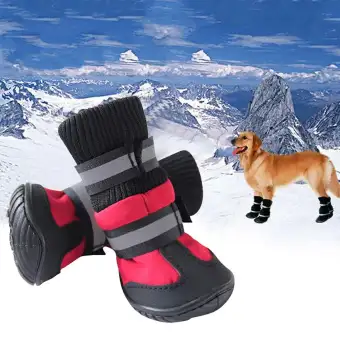 large dog boots