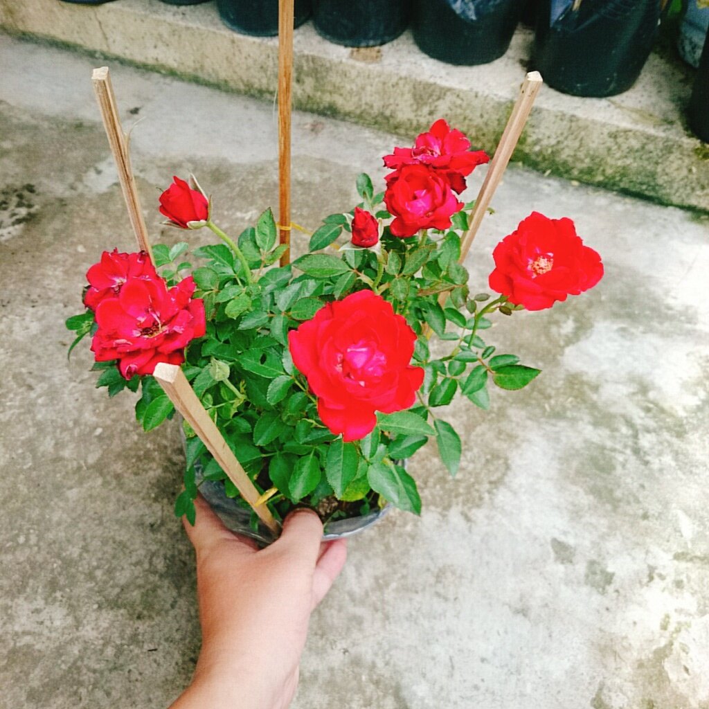 Hoa Hồng Tỉ Muội (Siêu Hoa) - cây cảnh để bàn