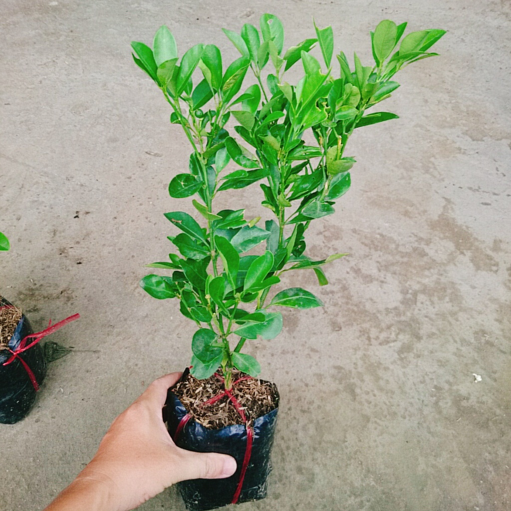 Cây tắc chua ( cây quất, cây hạnh ) - cây đang cho trái