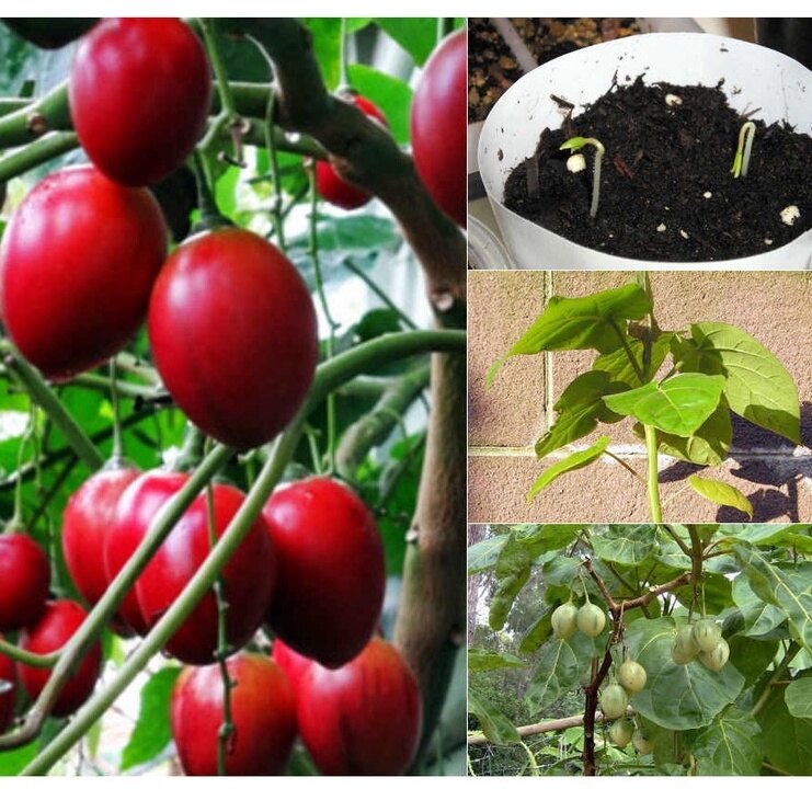 MA222 Hạt Giống Cà Chua Thân Gỗ 10 Hạt