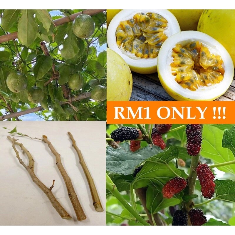 Malaysia Stock Mulberry & Golden Honey Passion Fruit Sapling/Cutting